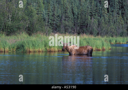 Elch-Alces Alces Kuh stehend Fütterung im Teich Chena State Recreation Area innen Alaska USA Stockfoto