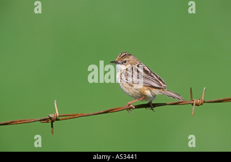 DROLLIGEN CISTENSÄNGER Cistensänger kommt Stockfoto