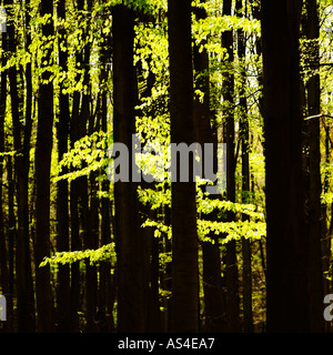 Buche auf Ashridge Hertfordshire Stockfoto