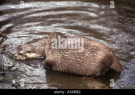 Zwei Otter im Wasser Stockfoto