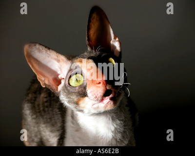 Cornish Rex Rasse von Katze für Show Calico junge Weibchen Stockfoto