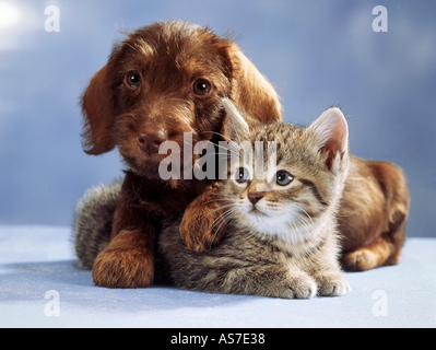 Tier Freundschaft: Kätzchen und Wire-haired Dackel Welpen nebeneinander liegend Stockfoto