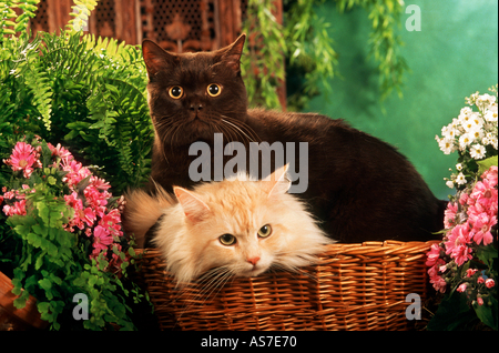 zwei Katzen im Korb - zwischen Blumen Stockfoto