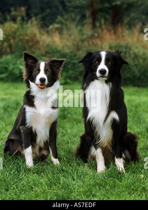 zwei Border Collies - sitzen auf der Wiese Stockfoto