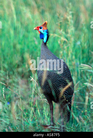 Behelmte Perlhühner in Masai Mara National Reserve Kenia Afrika Stockfoto