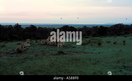 Löwe stolz bei Sonnenaufgang mit Heißluftballons über die Savanne der Masai Mara National Reserve Kenia Afrika Stockfoto