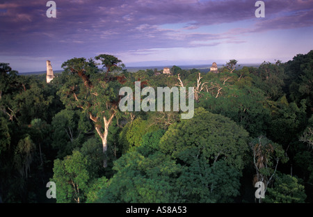 Die Dschungel-Baldachin von Lost World Mundo Perdido Tikal El Petén Guatemala Maya Ruinen gesehen Stockfoto