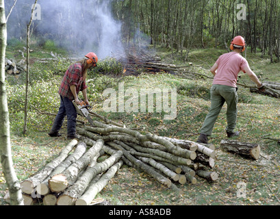 Holzfäller arbeiten clearing Forstwirtschaft Land Southern England UK Stockfoto