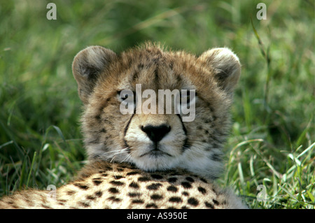 Porträt des jungen Geparden starrte geradeaus in die Kamera Masai Mara National Reserve Kenia in Ostafrika hautnah Stockfoto