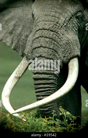 Symmetrische Stoßzähne auf einem Reifen männlichen Elefanten Ngorongoro Krater Tansania Ostafrika Stockfoto