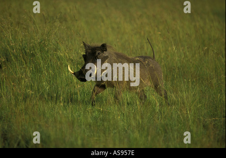 Männliche Warzenschwein sein Schwanz angerannt durch grünen Rasen in die Masai Mara National Reserve Kenia in Ostafrika Stockfoto