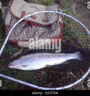 Die Regenbogenforelle (Oncorhynchus Mykiss) gefangen auf der River Tay in Kenmore.   GFIM 1011 Stockfoto