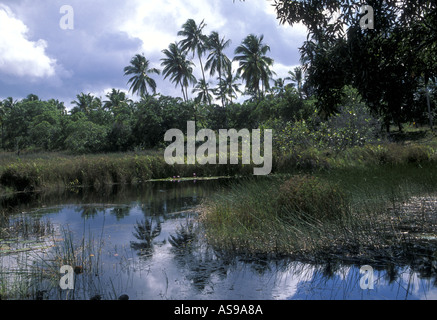 Binnenlandschaft mit Sumpf auf Mafia Island, Tansania Stockfoto