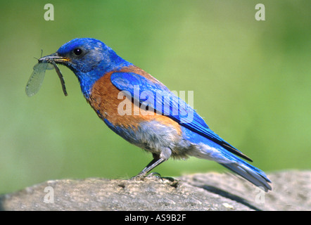 BB2-1 WESTERN BLUEBIRD MIT BUG Stockfoto