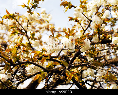 rosa Blüte auf Kirschbaum Zweigen Stockfoto