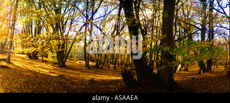 Herbst Wald kalter Hafen Surrey Stockfoto