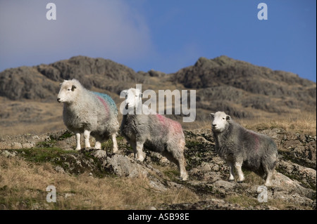 Herdwick Schafe auf Hochland fiel am Wrynose Pass Cumbria Stockfoto