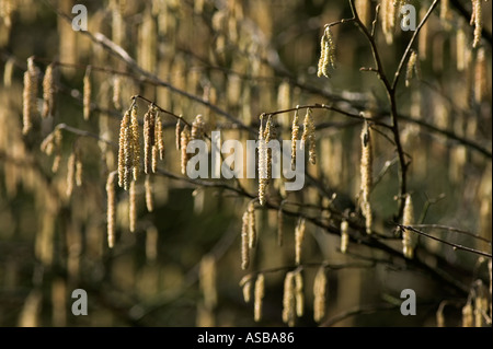 Hazel Kätzchen Stockfoto