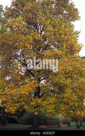 Horsechestnut Baum im Herbst, Royal Victoria Park, Bath Spa, Somerset, Großbritannien Stockfoto