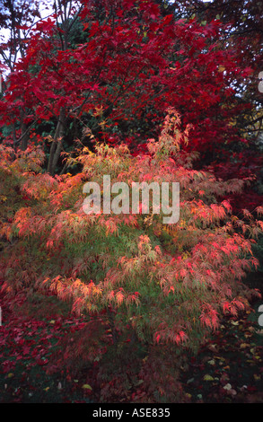 Acers im Herbst, botanischen Garten Royal Victoria Park, Bath Spa, Somerset, Großbritannien Stockfoto