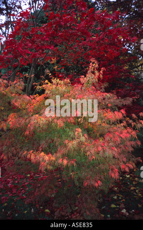 Acers in Autumn, Botanic Gardens Royal Victoria Park, Bath Spa, Somerset, UK Stockfoto