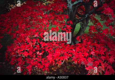 Acers im Herbst, botanischen Garten Royal Victoria Park, Bath Spa, Somerset, Großbritannien Stockfoto