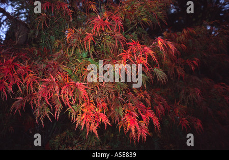 Rote Endivie Acers im Herbst, Botanic Gardens Royal Victoria Park, Bath Spa, Somerset, Großbritannien Stockfoto