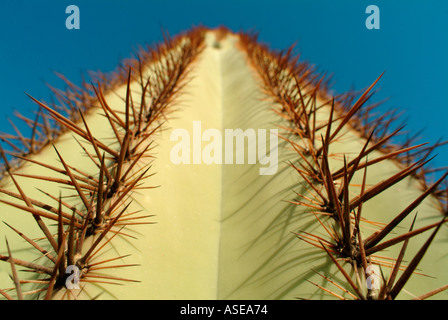 Nahaufnahme von Stacheln und Dornen auf einem Saguaro-Kaktus Stockfoto