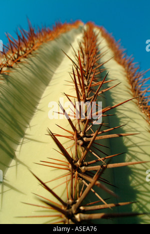 Nahaufnahme von Stacheln und Dornen auf einem Saguaro-Kaktus Stockfoto