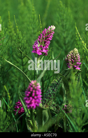 Gemeinsamen Marsh Orchideen unter Mare s Heck Dactylorhiza Fuchsii Hippuris vulgaris Stockfoto