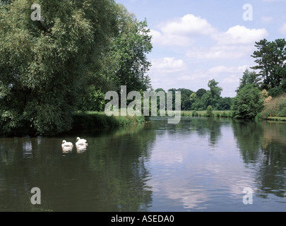 Der friedliche, ruhige River Test mit Schwanen, der am Gelände des Broadlands House in der Nähe von Romsey in Test Valley Hampshire UK vorbeifließt Stockfoto