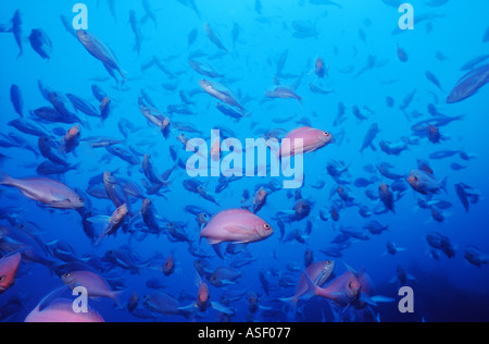 Schule rosa Maomao Fisch Caprodon Longimanus Familie Funktionsanalyse der Zackenbarsch Familie Bürgermeister Insel Neuseeland Tiefe 27 m Stockfoto