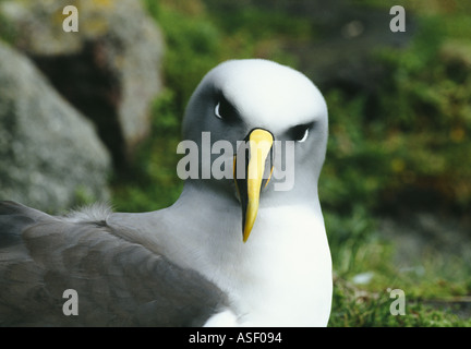 Südlichen Buller s Albatros Mollymawk Diomedea Bulleri Bulleri Thalassarche Bulleri Erwachsenen Solander Nordinsel Neuseeland Stockfoto