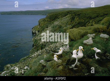 Campbell black-browed Albatross Campbell-Albatros Kolonie in der Nähe von North Cape subantarktischen Campbell Island Neuseeland Stockfoto