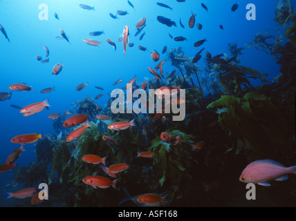 Schule des prächtigen Barsch schwimmen über Kelpwald auf felsigen Riff Bürgermeister Insel Neuseeland Tiefe 27 m Stockfoto