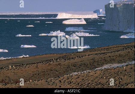 Quintessenz der Antarktis große Adelie Pinguin Kolonie Eis Klippen Eisberge Meereis Cape Bird Ross Insel Antarktis Stockfoto