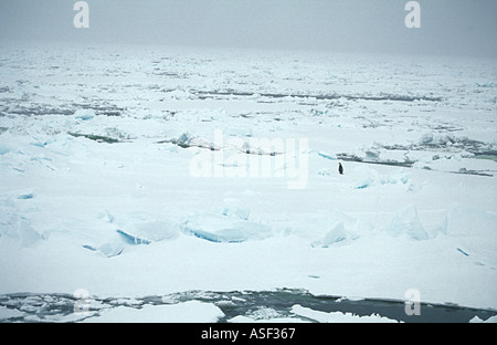 Kaiser-Pinguin Aptenodytes Forsteri 2 auf Eis Eisklippen der Ross-Schelfeis Cape Crozier Ross Insel Antarktis Stockfoto