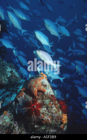 Unterwasser Klippe mit bunte Seesterne Seeigel und Fischschwärme Tiefe 15 m White Island Neuseeland Stockfoto