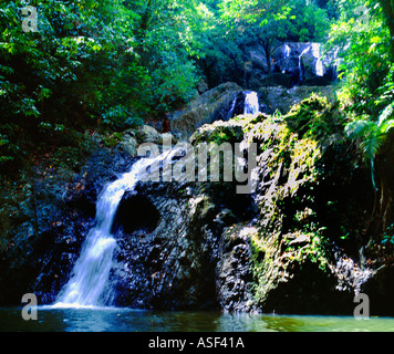 Tobago Argyle Wasserfälle Regenwald Stockfoto