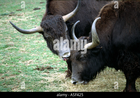 Gaur oder indische Bison, Bos Gaurus, Horntiere Stockfoto