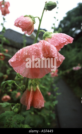 Rosa Stockrosen Alcea Rosea mit Regentropfen in Grantchester England Stockfoto