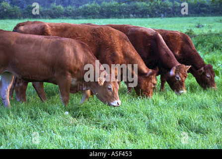 Vier Kühe im Bereich Weiden auf Rasen Stockfoto