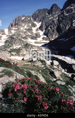 Alpenrose Rhododendron Ferrugineum Estany De La Munyidera 2370m Parc Nacional d Aiguestortes ich Estany de Sant Maurici Spanien Stockfoto