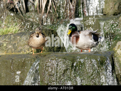 Männliche und weibliche Mallard Enten, Anas Platyrhynchos, Anatidae Stockfoto