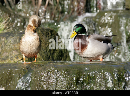 Männliche und weibliche Mallard Enten, Anas Platyrhynchos, Anatidae Stockfoto