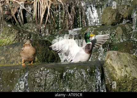 Männliche und weibliche Mallard Enten waschen, Anas Platyrhynchos, Anatidae Stockfoto