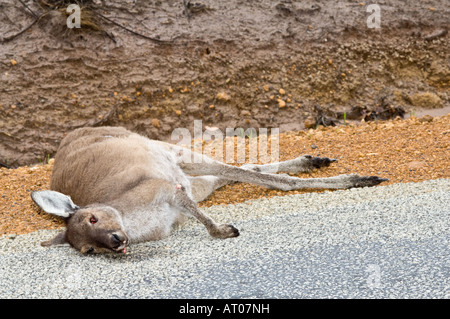 Tote Säugetiere Western graue Känguru (Macropus Fuliginosus) Straße Unfall Stirling Range Nationalpark Western Australien Oktober Stockfoto