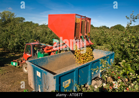 Entladung Trichter der Maschine geerntet Mostäpfel an Thatchers Cider Obstgarten Sandford Somerset in England Stockfoto
