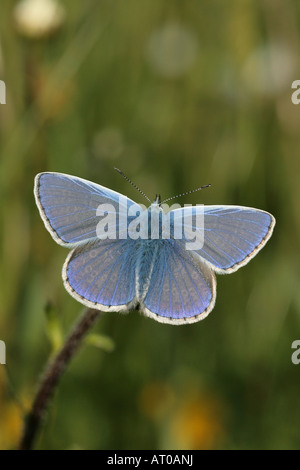 Gemeinsame blaue Schmetterling Polymmatus icarus Stockfoto