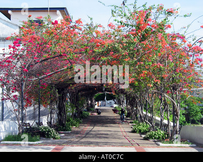 Paseo Esteban Huertas, Altstadt, Panama City, Republik von Panama, Mittelamerika Stockfoto